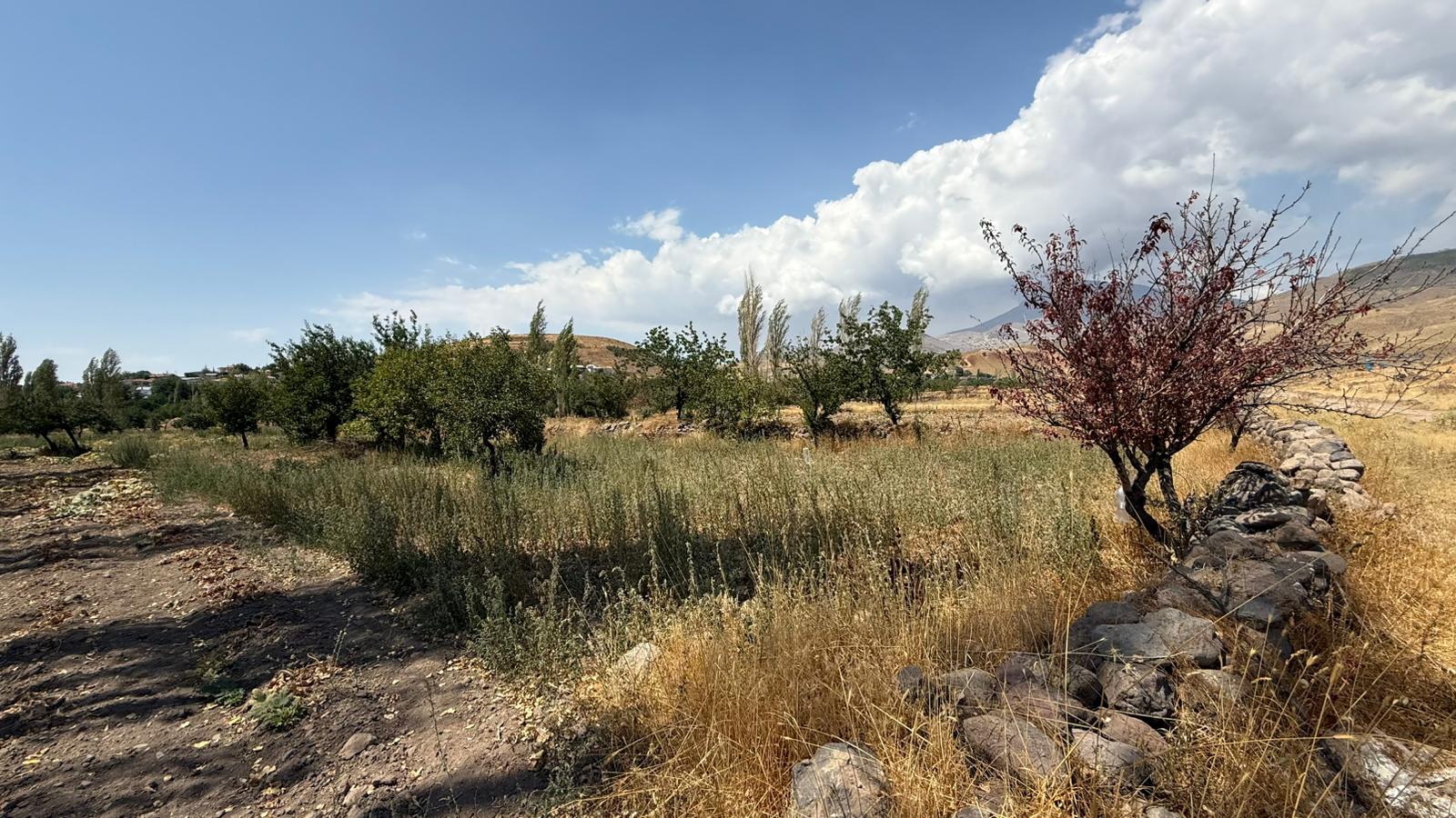 KAYSERİ DEVELİ ÇOMAKLI MAHALLESİ KÖYÖNÜ MEVKİİNDE SATILIK BAHÇE